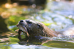 common otter