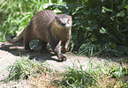 common otter