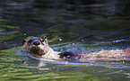 common otter