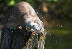 common otter