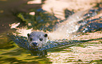 common otter