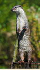common otter
