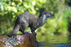 common otter