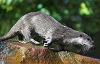 common otter