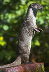 common otter