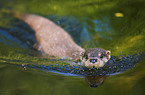 common otter