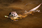 swimming common otter
