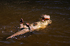 gnawing common otter