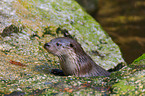 common otter