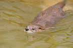 swimming marine otter
