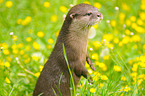marine otter
