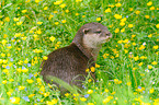 marine otter