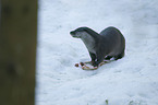European otter