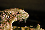 otter