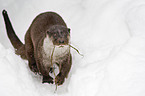 European otter