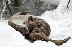 European otter
