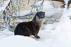 European otter