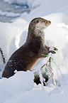 European otter