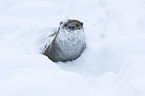 European otter