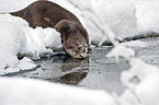 European otter