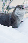 European otter
