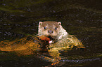 european otter