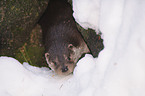 European otter