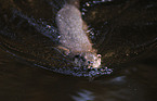 swimming common otter