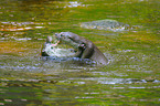 playing common otters