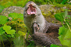 common otter