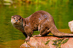 common otter