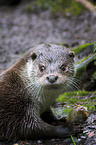 common otter
