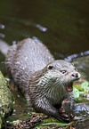 common otter