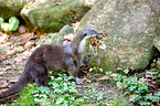 common otter