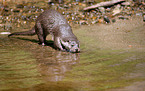 common otter