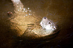 common otter