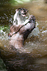 fighting common otter