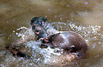 fighting common otter