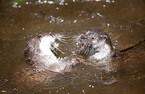 fighting common otter