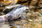 common otter