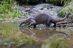 otter