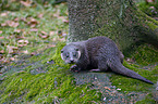 otter