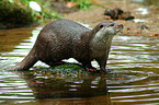 otter
