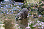 common otter