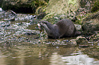 common otter