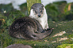 common otter