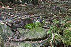 common otter