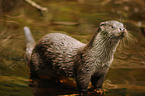 common otter