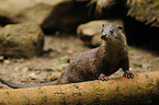 common otter