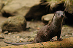 common otter